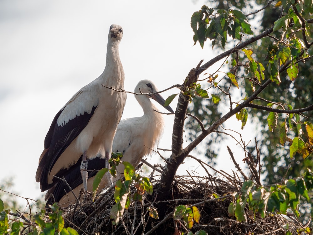 white stork perched on tree branch during daytime