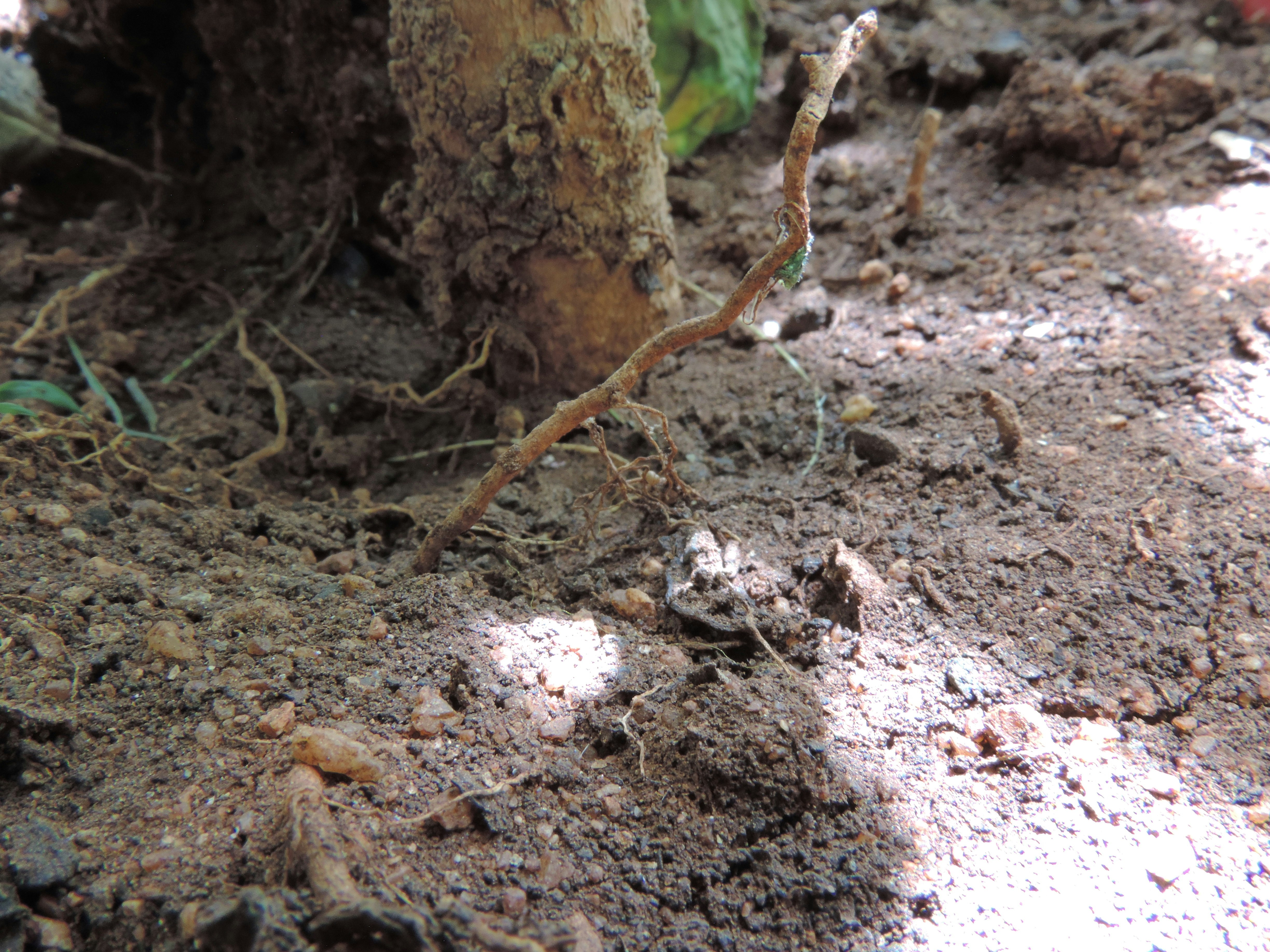 Soil Moisture Sensor