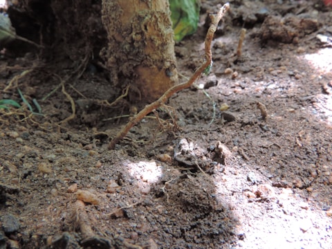 Close-up of soil sampling and analysis equipment in a plantation.