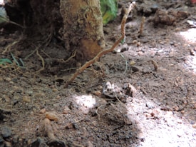 A close-up of soil with a small plant stem protruding from the ground. The soil appears dry and slightly compacted, with scattered debris and organic matter. Sunlight creates a patch of brightness on the surface, highlighting the texture of the soil and the plant stem.