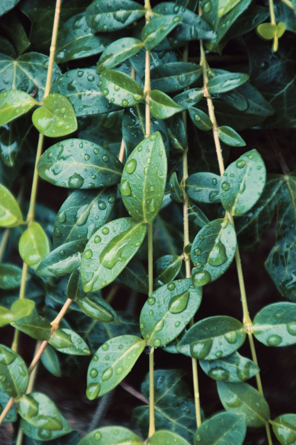 green leaves with water droplets