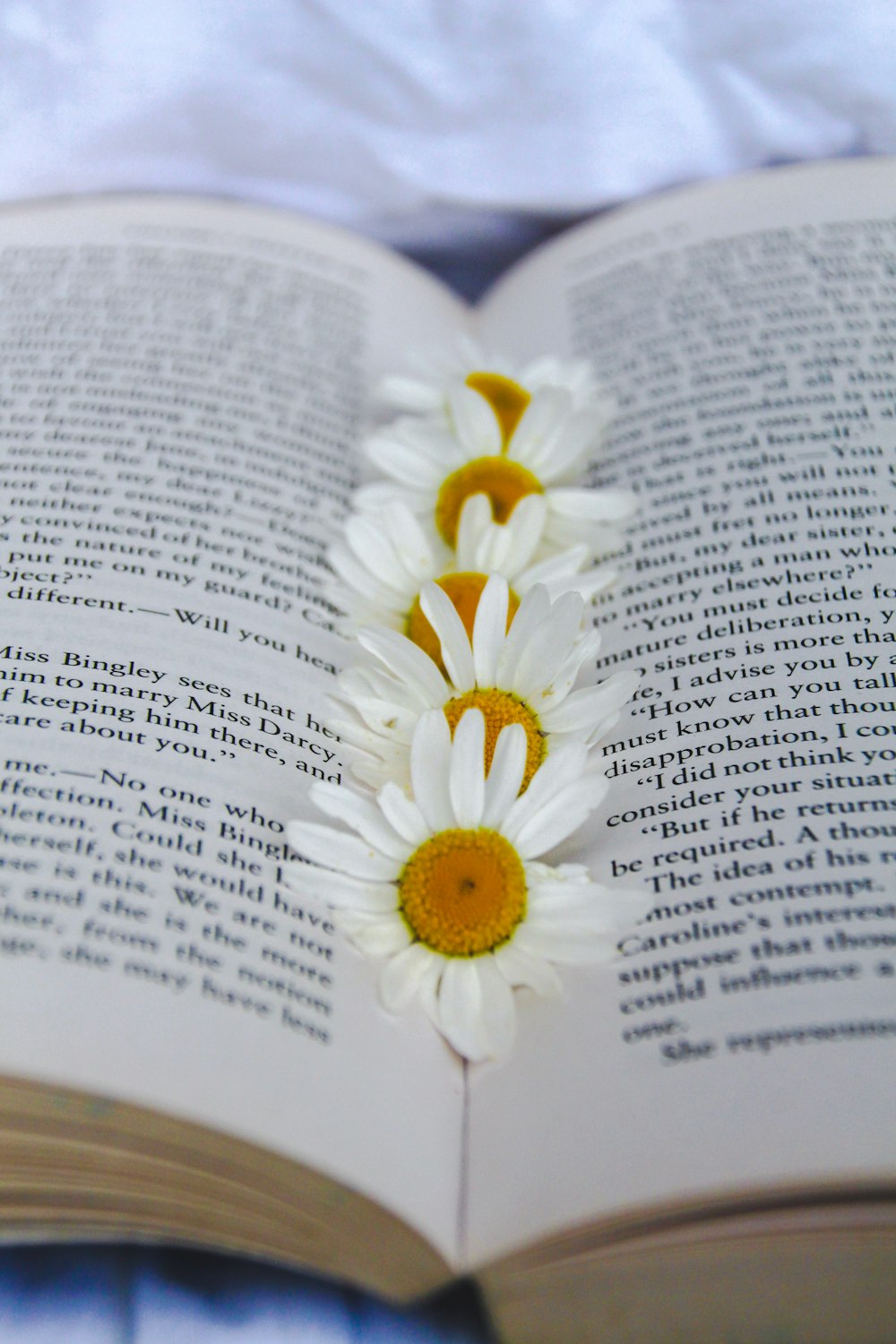 White Gänseblümchen auf Buchseite