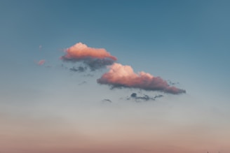 birds flying under blue sky during daytime