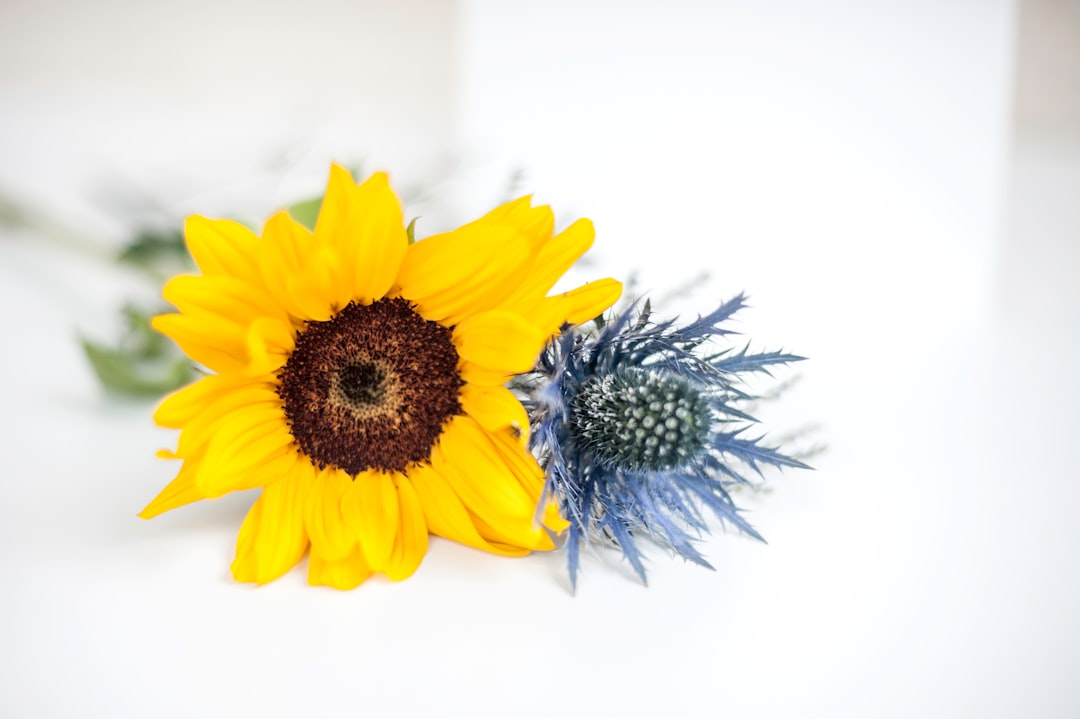 yellow sunflower in close up photography