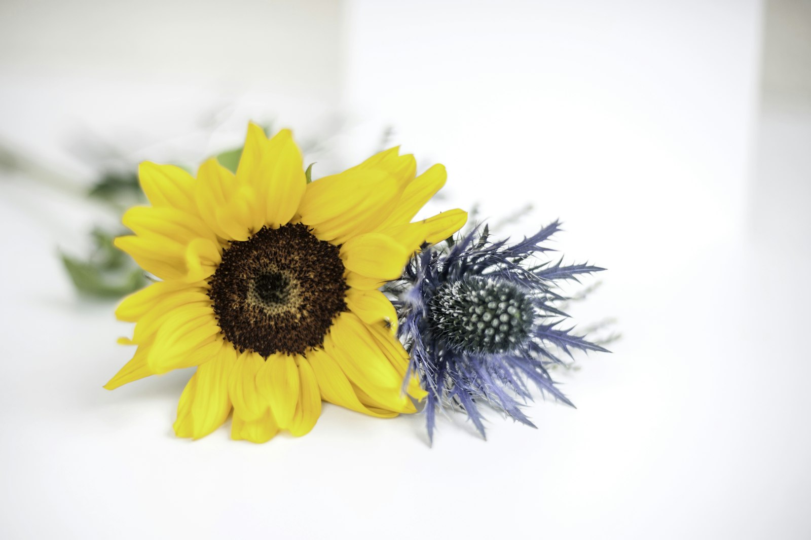 Nikon D700 + Nikon AF Nikkor 50mm F1.4D sample photo. Yellow sunflower in close photography