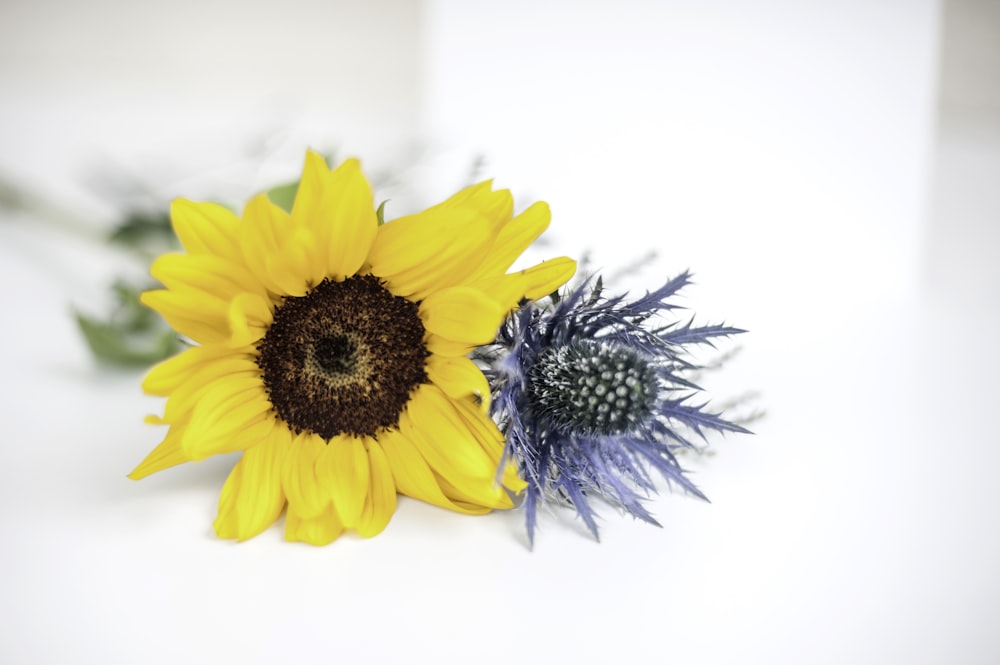 yellow sunflower in close up photography