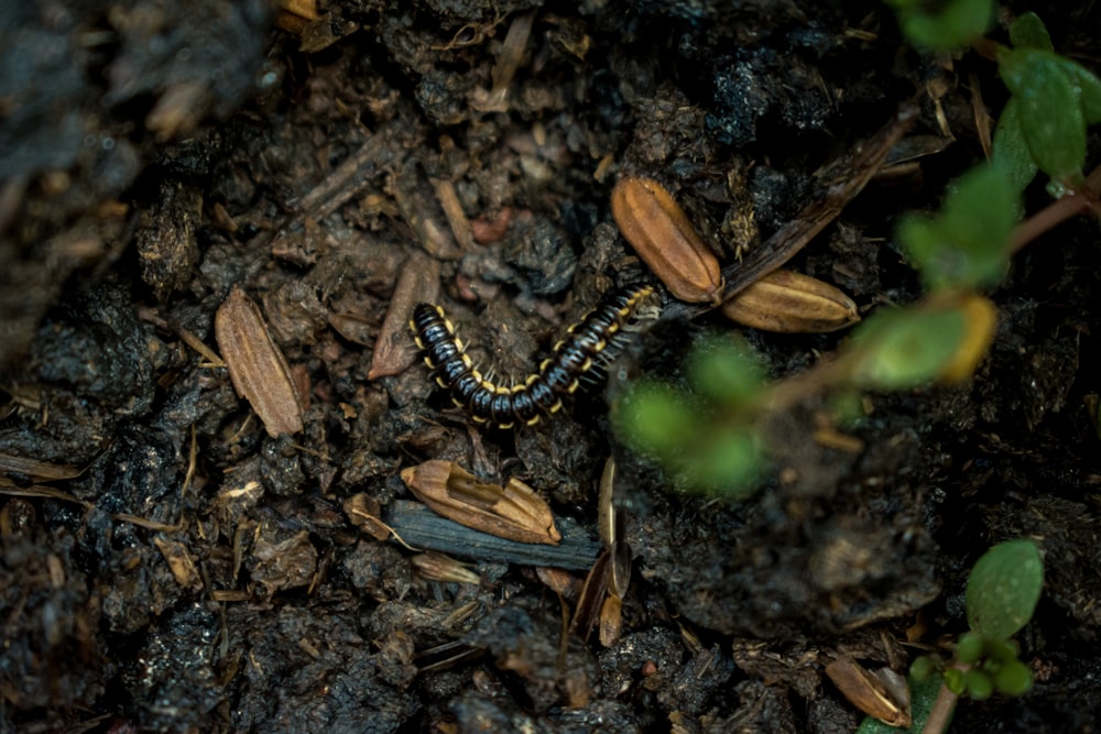 brown and black caterpillar on brown dried leaves