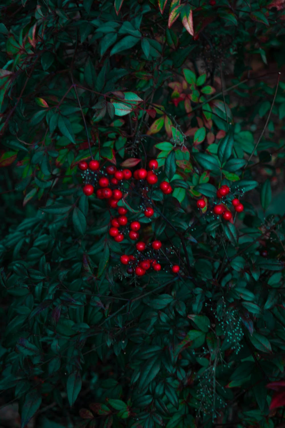 rote runde Früchte auf grünen Blättern