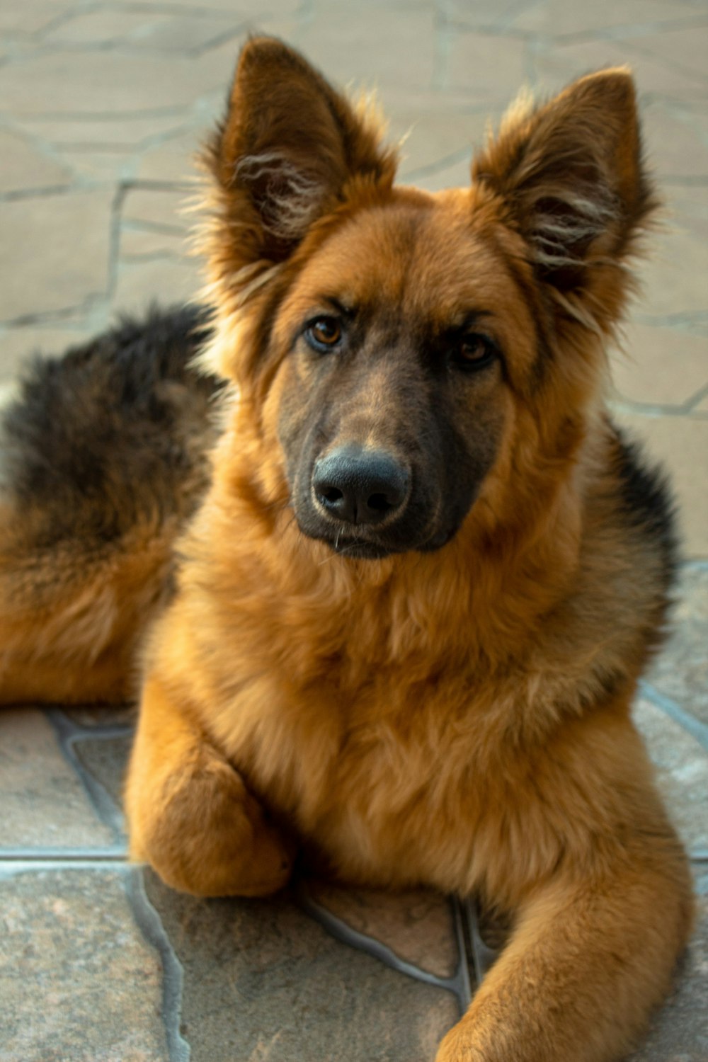 black and tan german shepherd