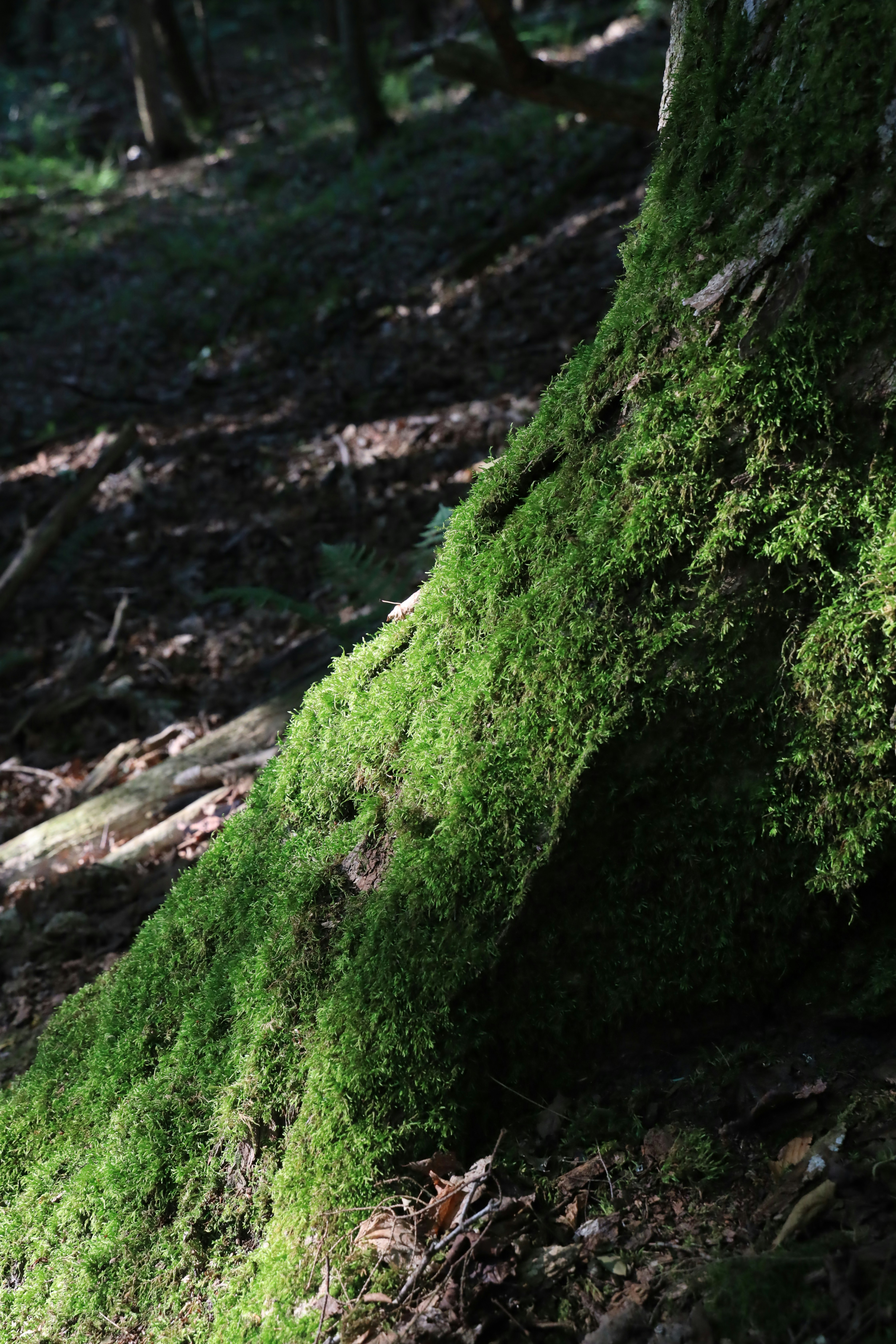 Photo by richardworks