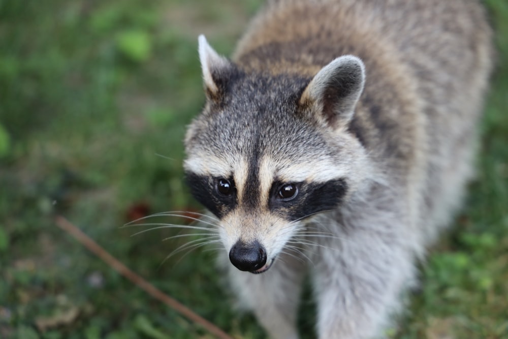 brown and white animal on brown grass