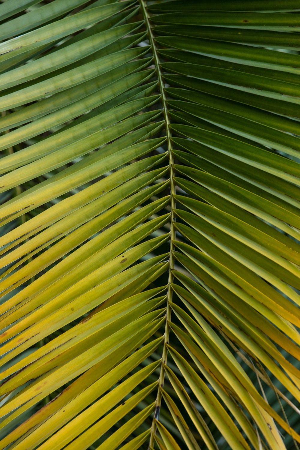 green leaves in close up photography