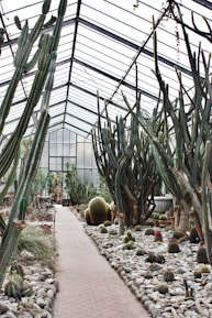 green plants inside greenhouse during daytime