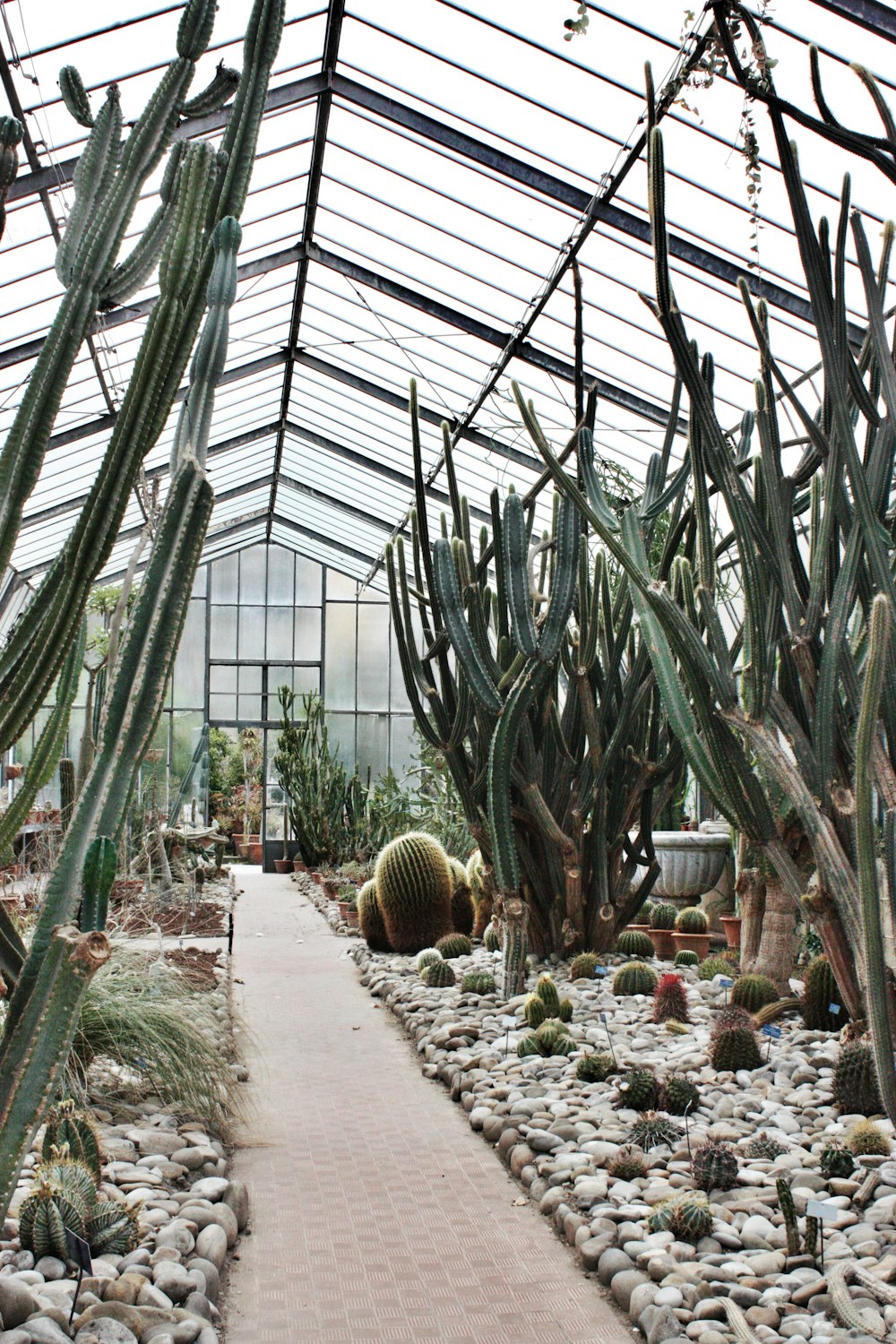 green plants inside greenhouse during daytime