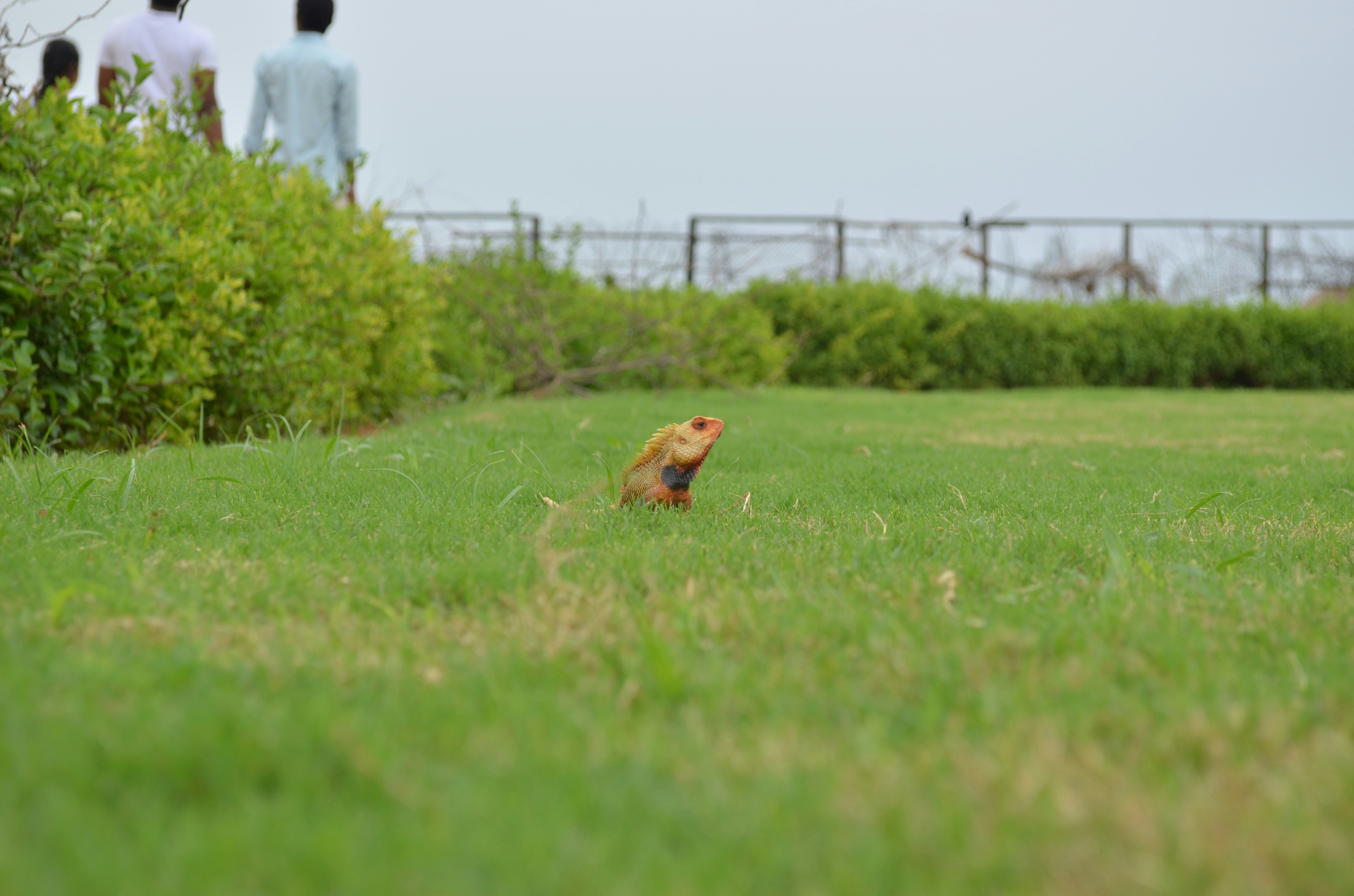 brown short coated dog on green grass field during daytime
