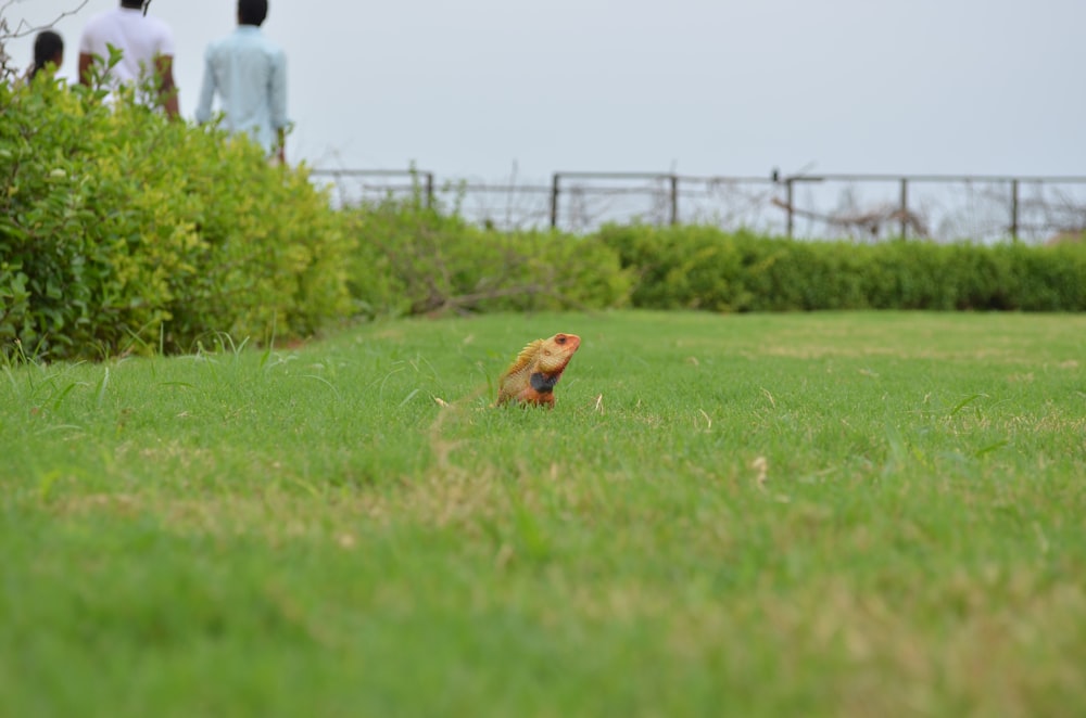 brown short coated dog on green grass field during daytime