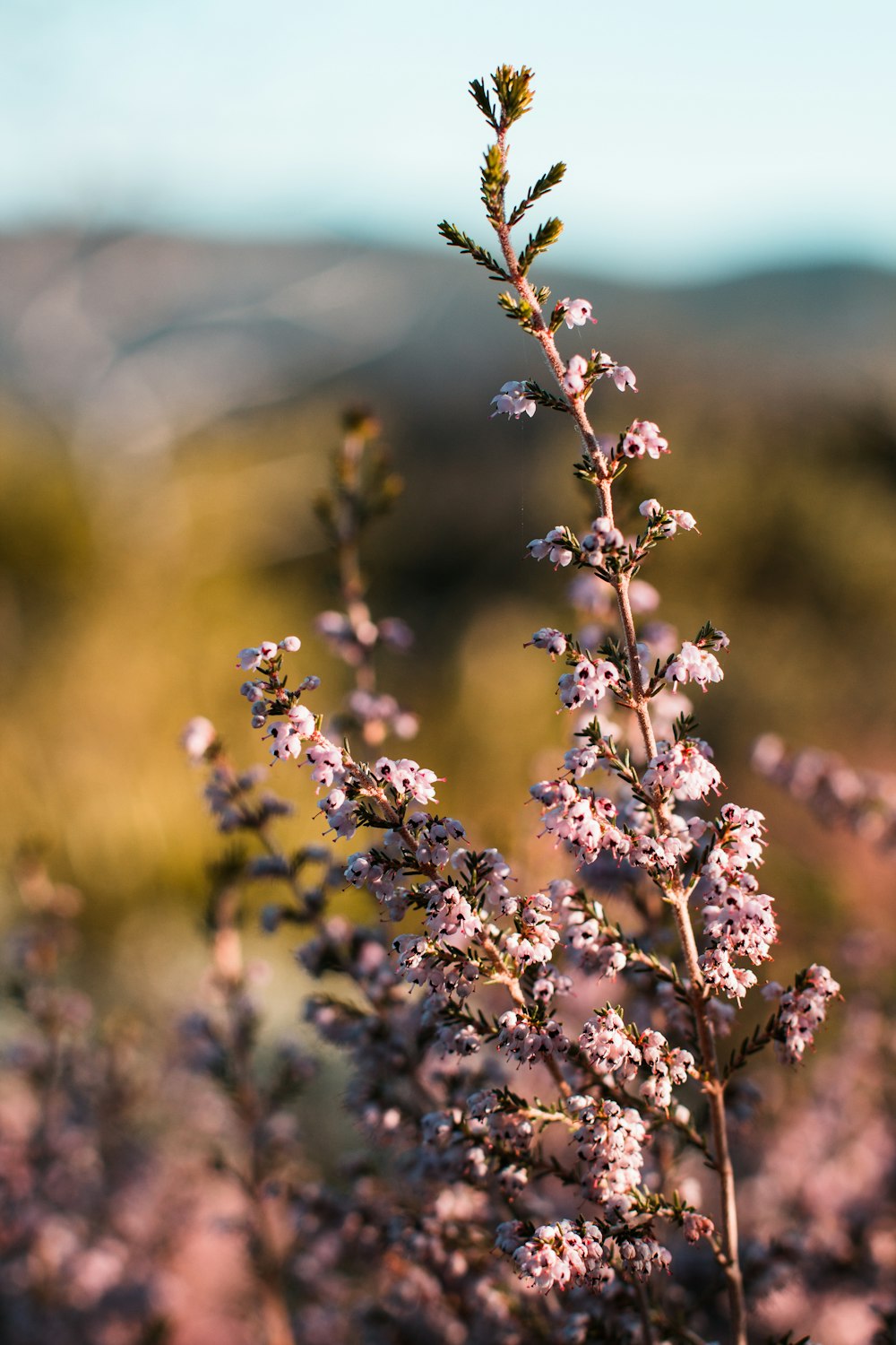 purple flowers in tilt shift lens