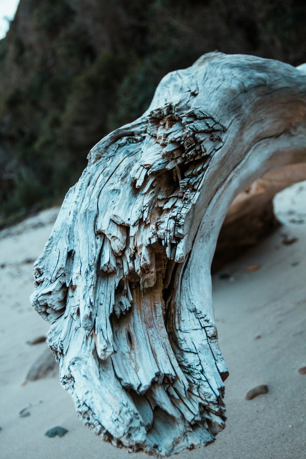 brown tree trunk on gray sand