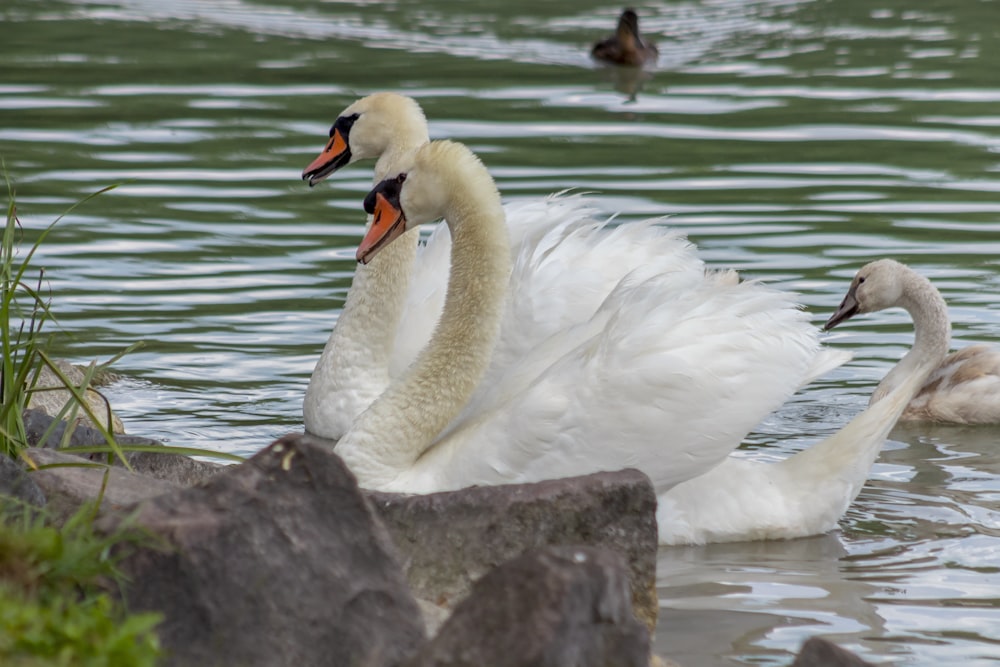 white swan on water during daytime