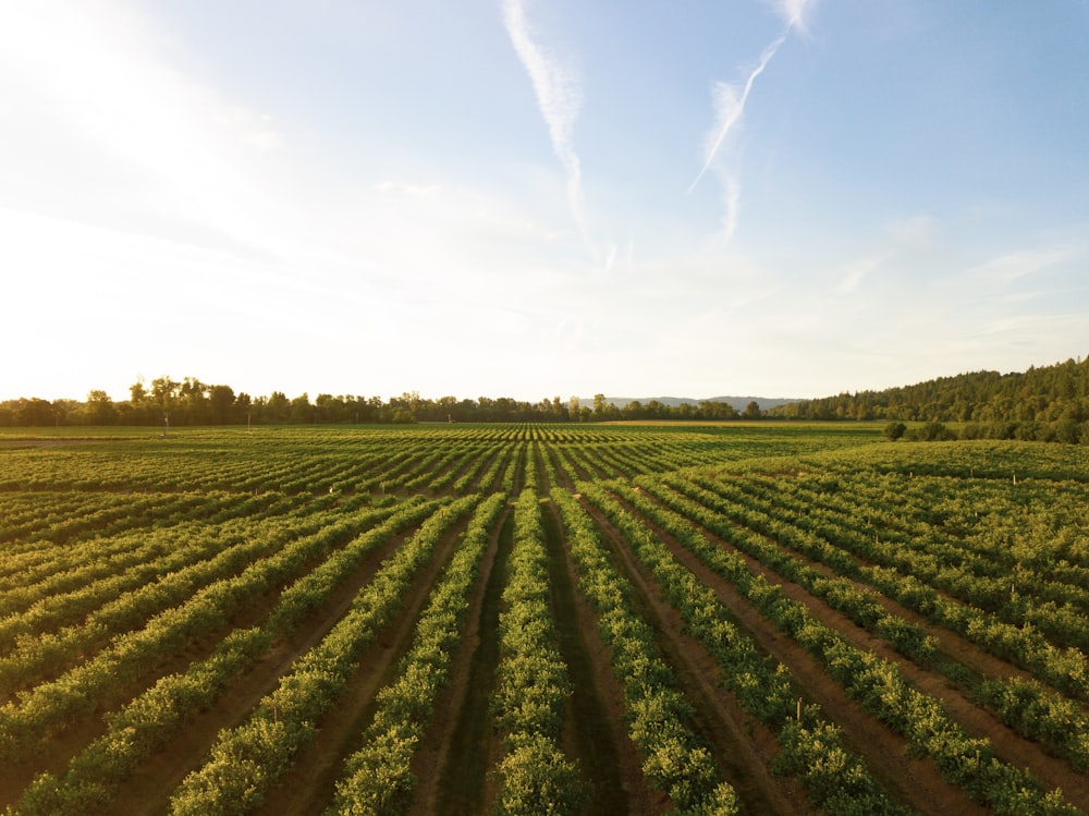 a large field of crops with trees in the background