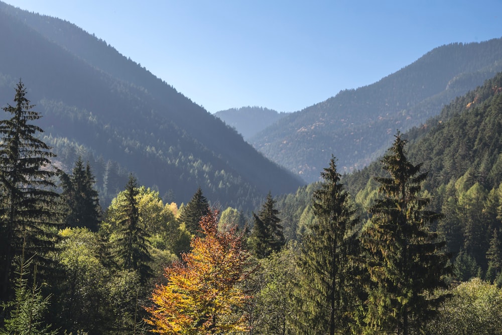 green and brown trees near mountain under blue sky during daytime