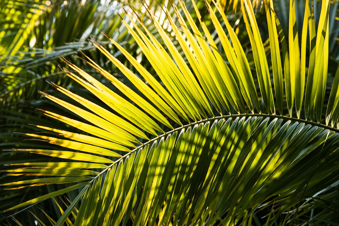 green palm plant during daytime