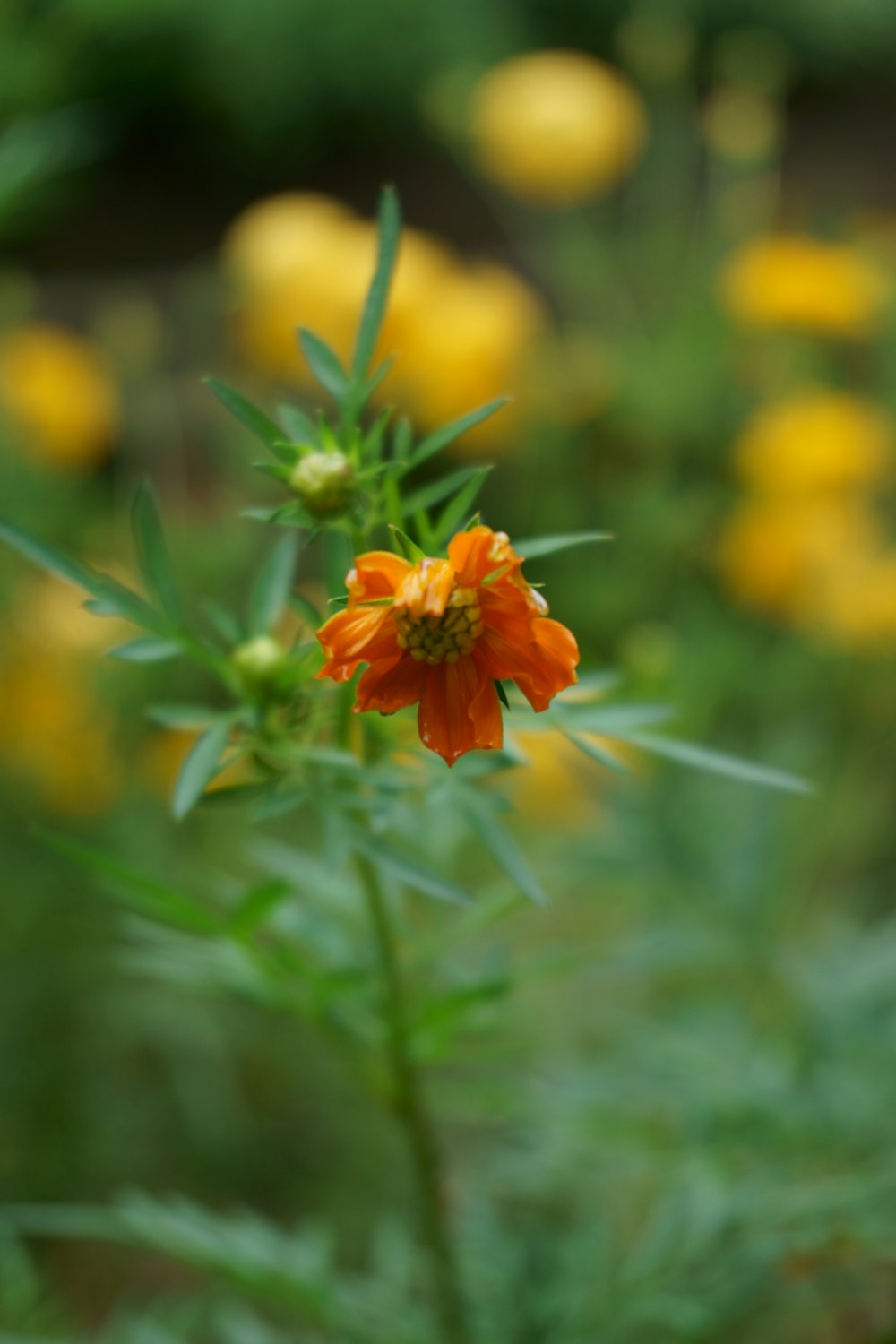 orange flower in tilt shift lens