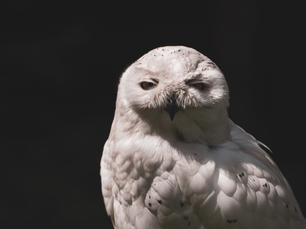 white owl in black background