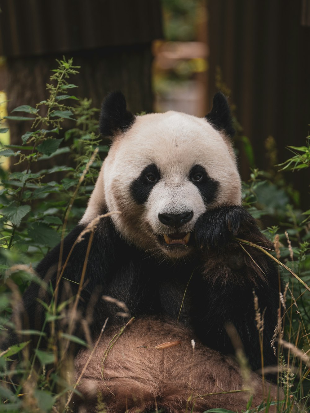 orso panda su erba verde durante il giorno