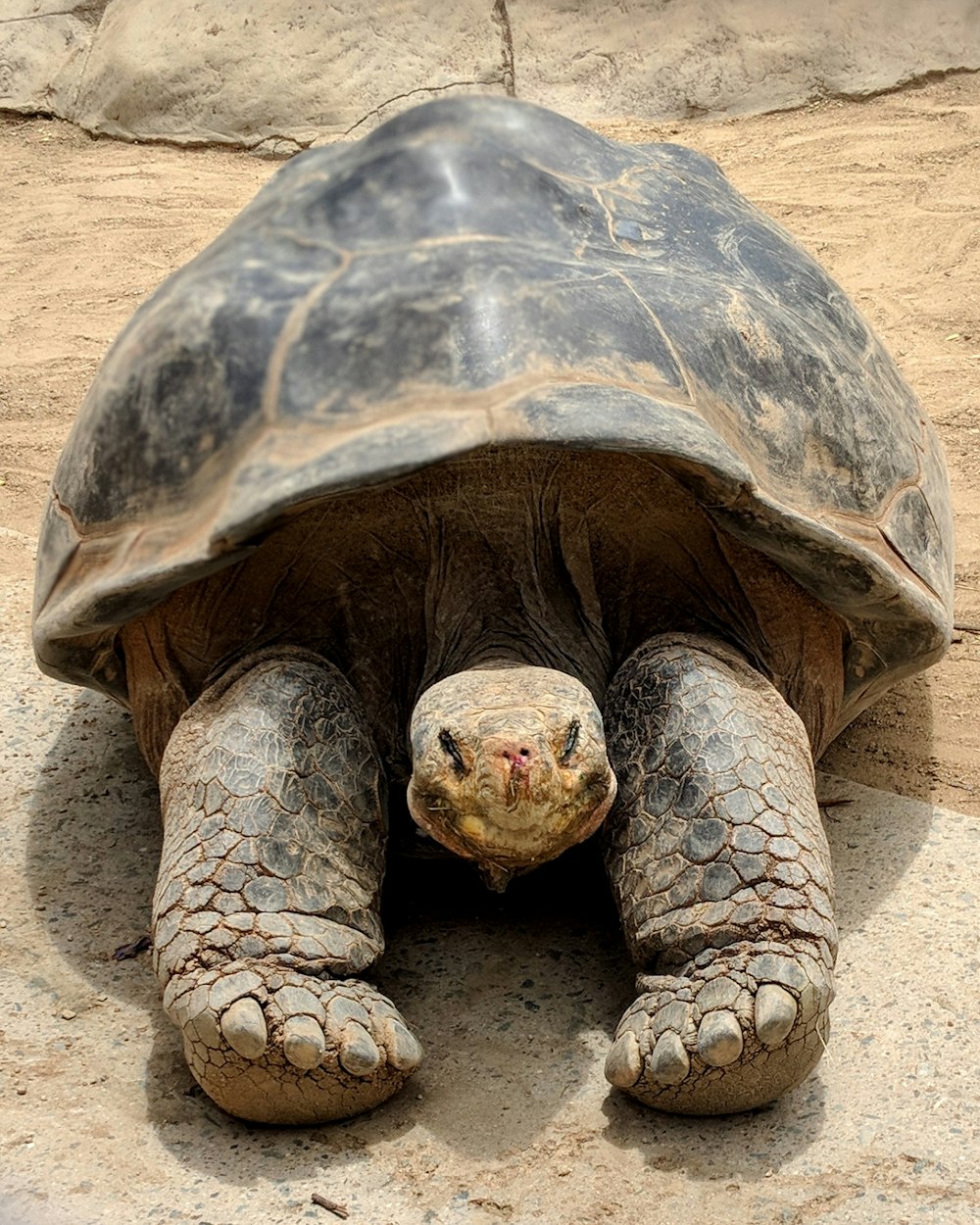 a close up of a turtle on a dirt ground