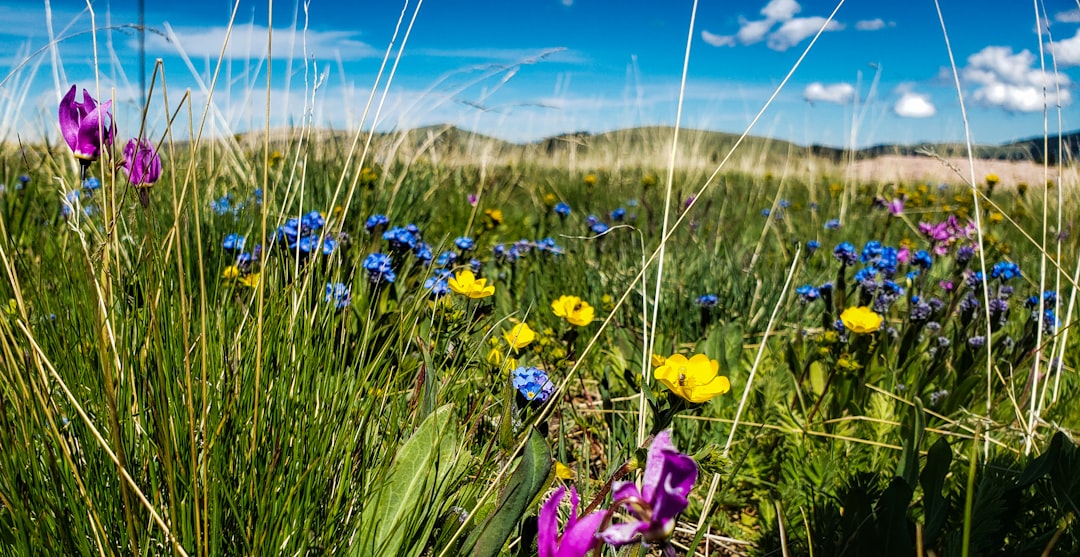 yellow and purple flowers on green grass field under blue sky during daytime