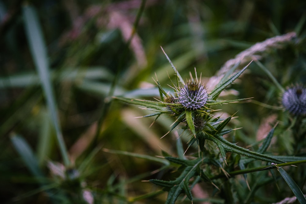 white dandelion in close up photography