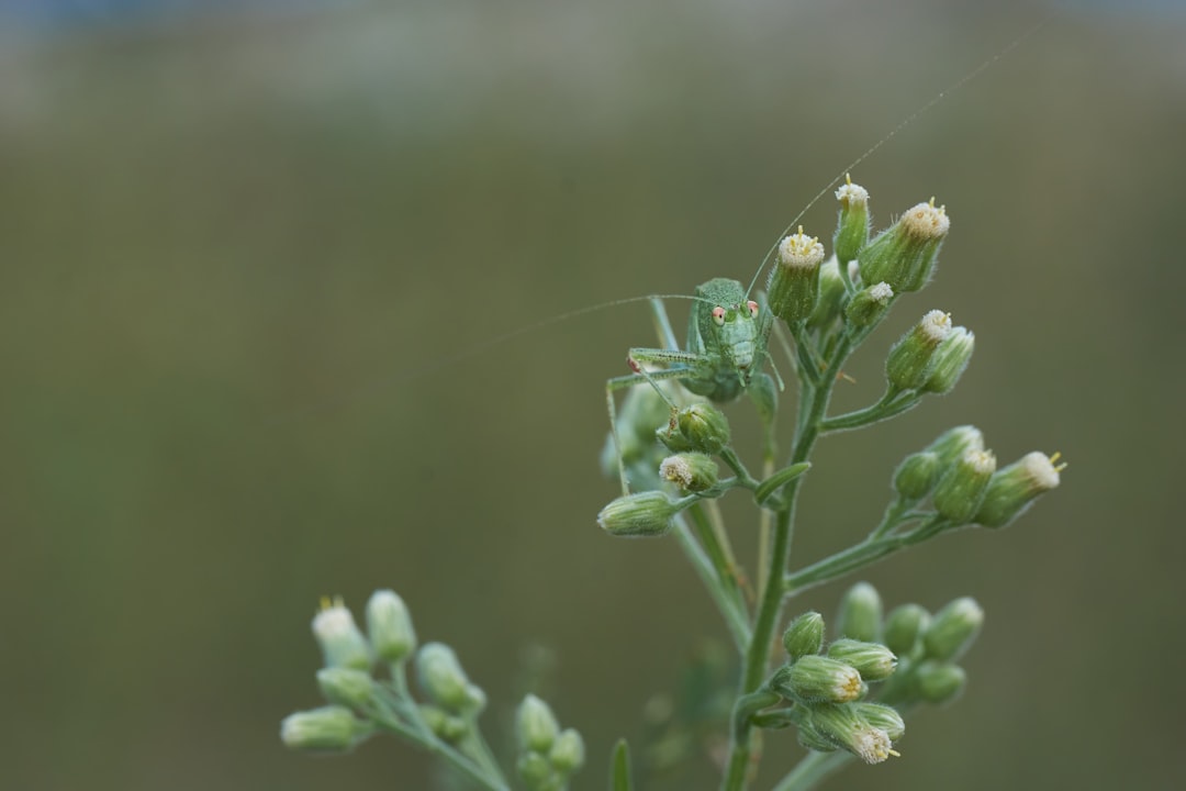 green and white flower buds in tilt shift lens