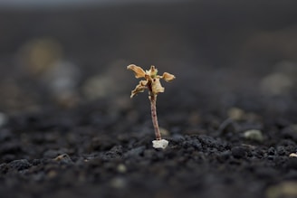 brown dried flower on gray soil