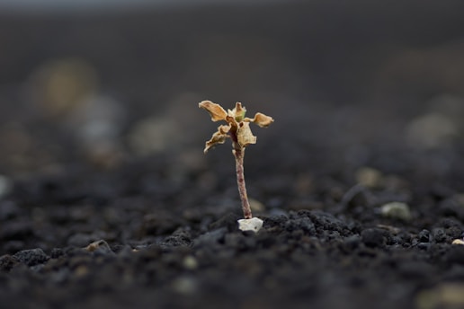 brown dried flower on gray soil