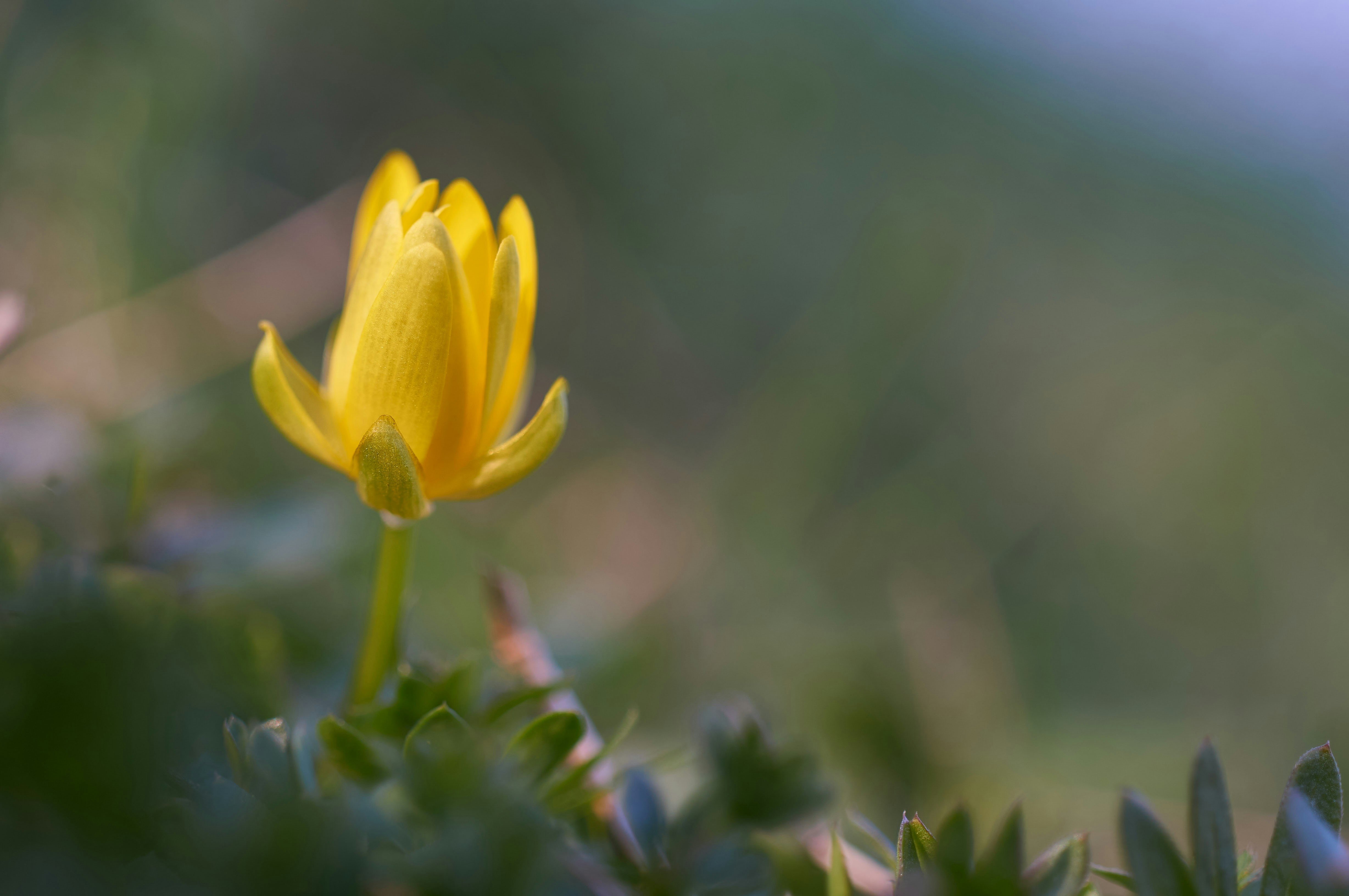 Photo by wolfgang_hasselmann