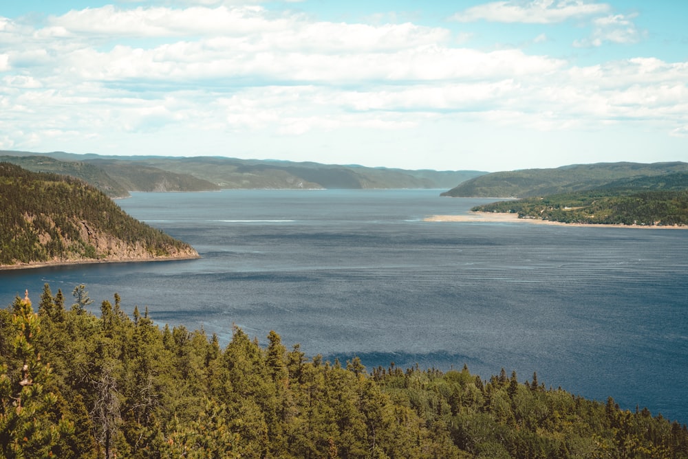 arbres verts près d’un plan d’eau pendant la journée