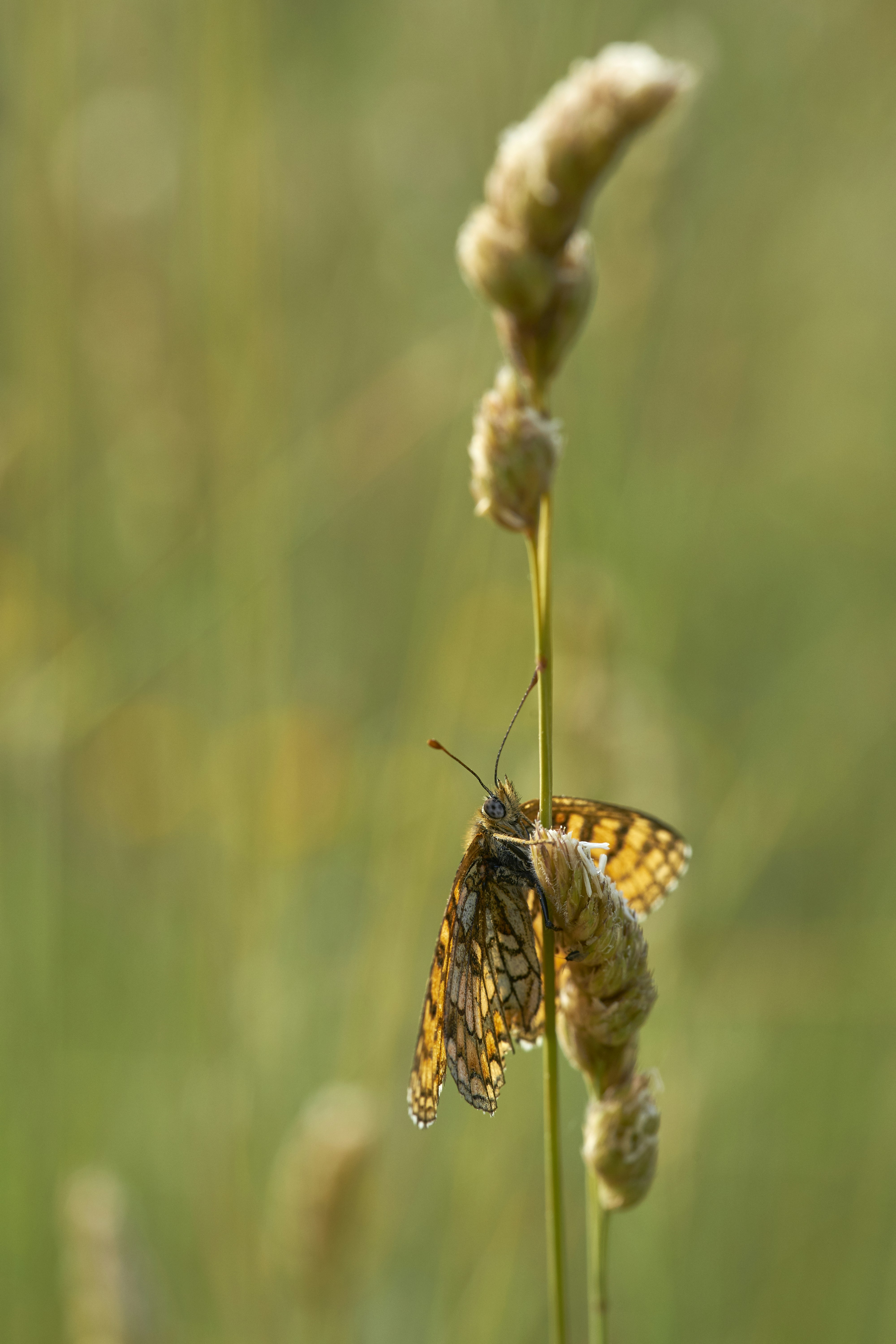 Photo by wolfgang_hasselmann