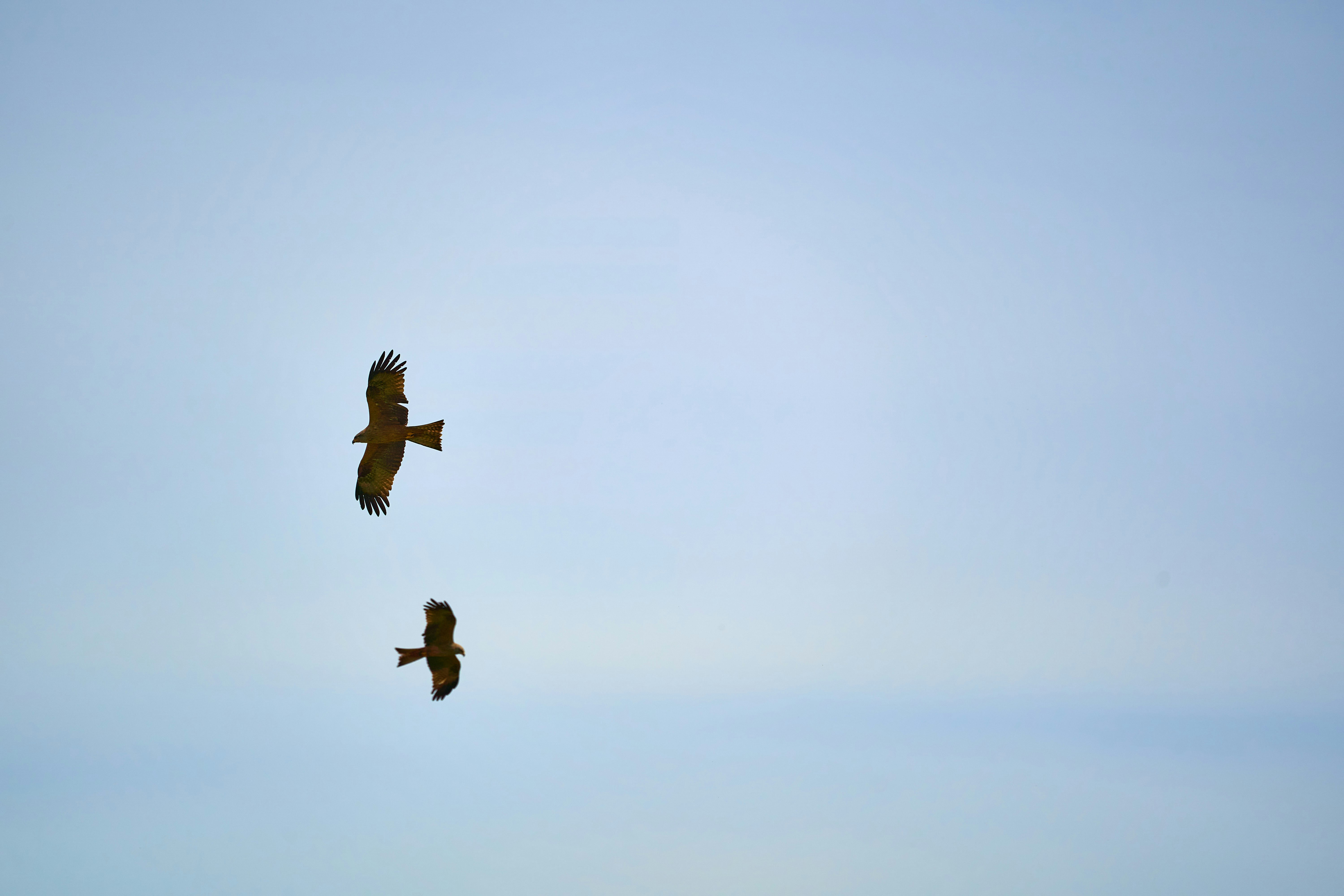 Photo by wolfgang_hasselmann