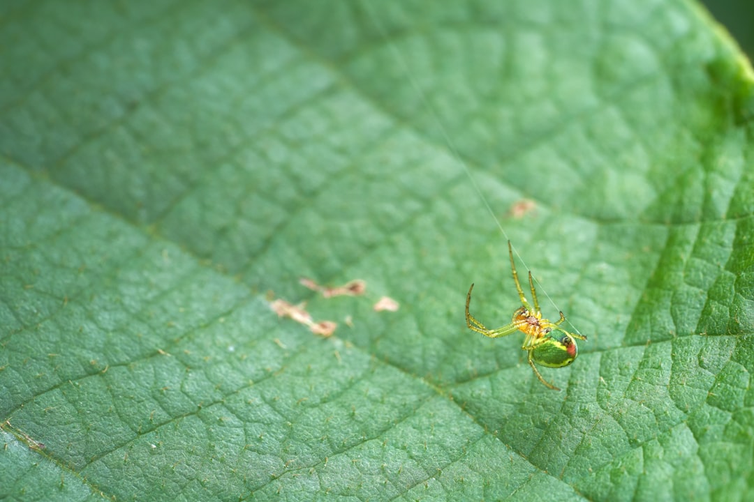 green and yellow bug on green leaf