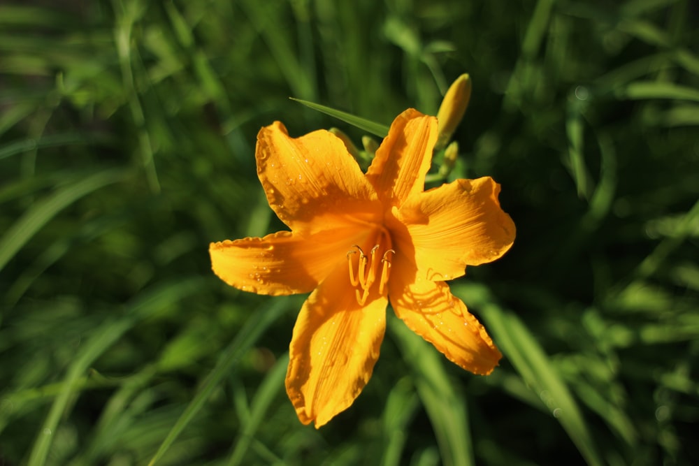 yellow flower in tilt shift lens