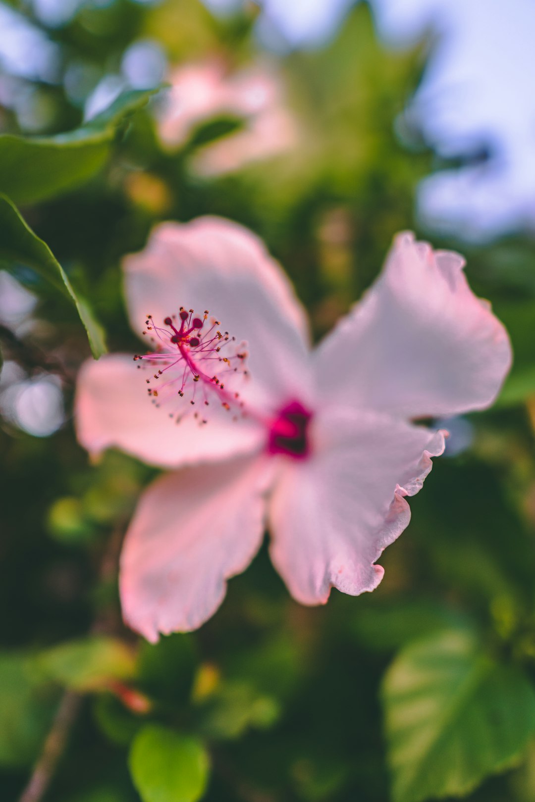 pink and white flower in tilt shift lens