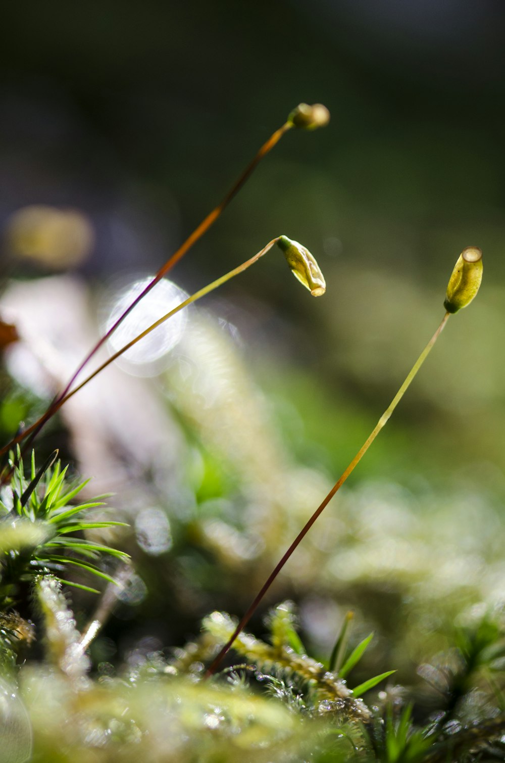 green plant with water droplets