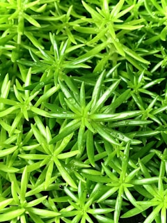 A close-up view of several succulent plants with bright green, fleshy leaves radiating outwards in star-like patterns. Tiny drops of water can be seen on the leaves, indicating recent watering or dew.
