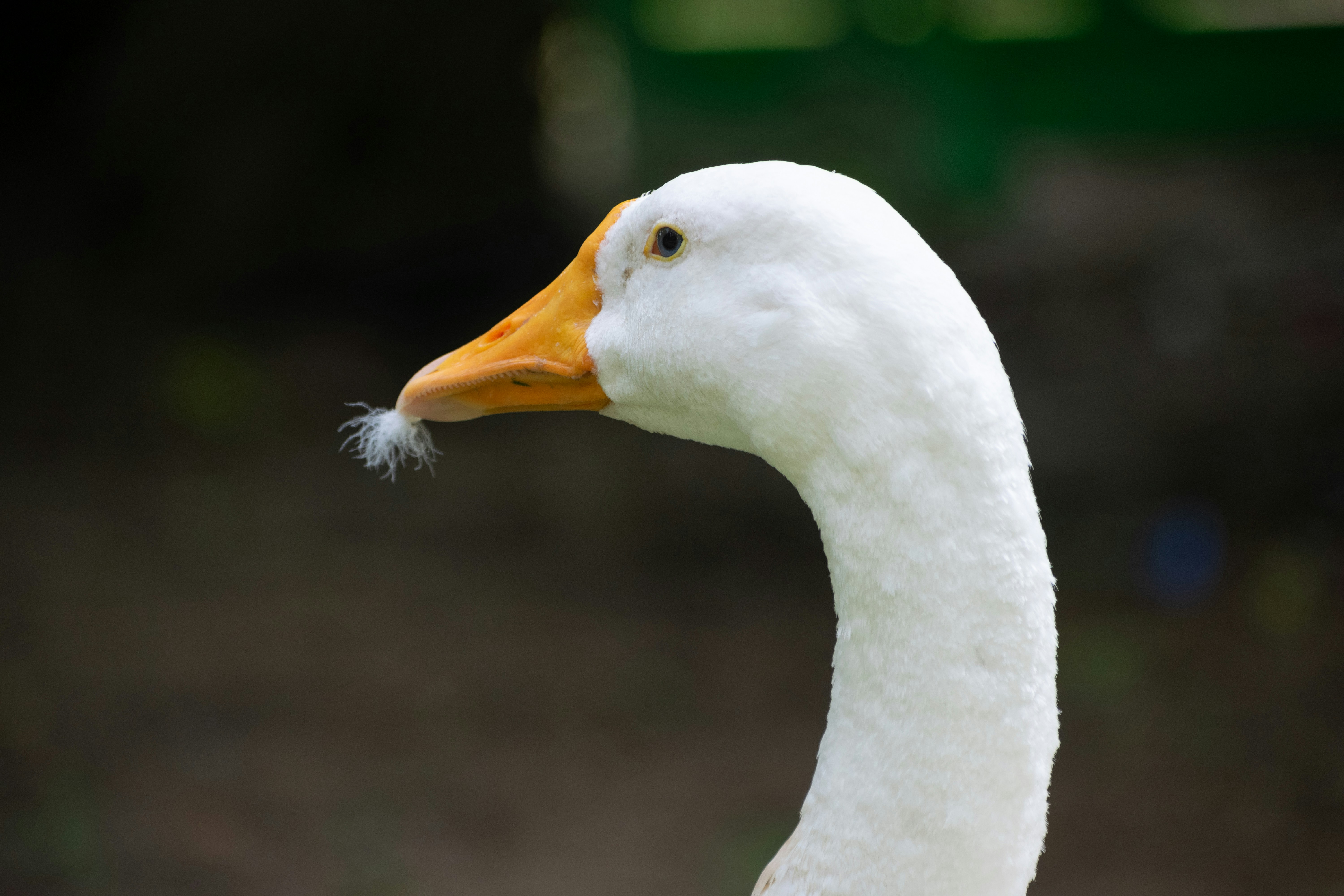 white swan in tilt shift lens