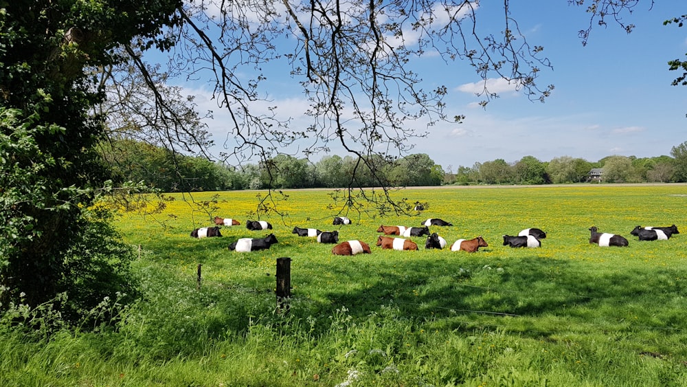 people sitting on green grass field during daytime