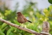 Bird perched on a wooden branch