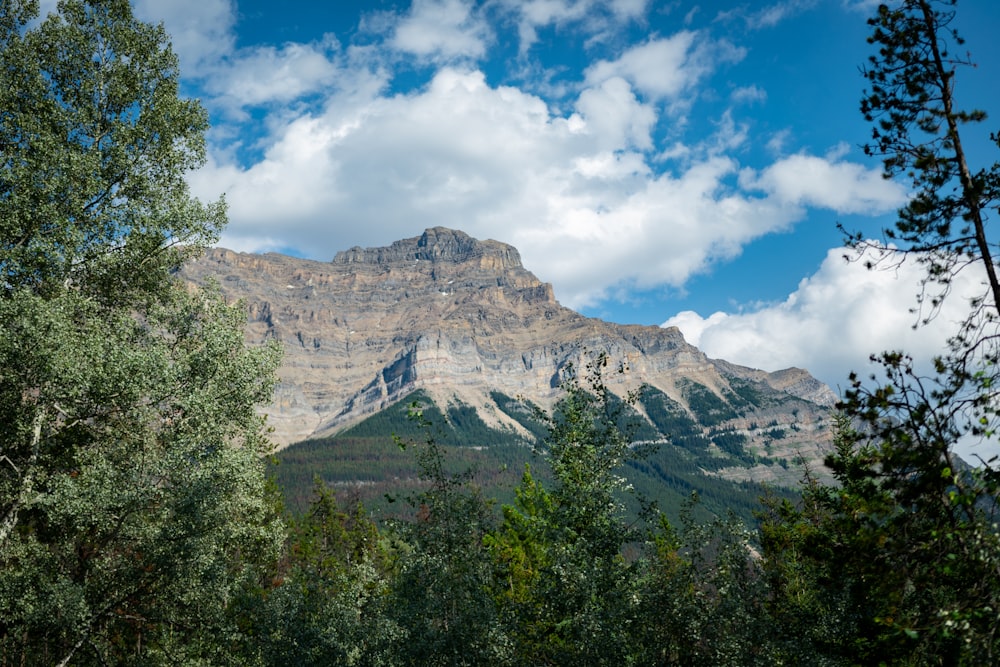 green trees near brown mountain under blue sky during daytime