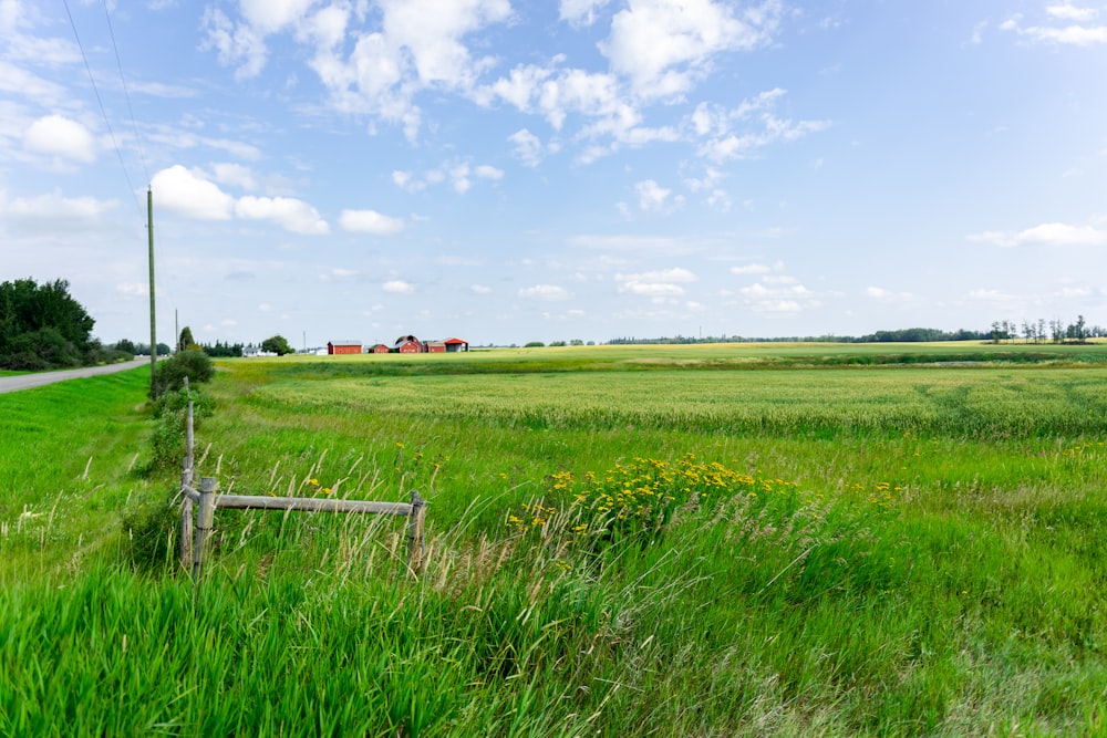 green grass field under blue sky during daytime