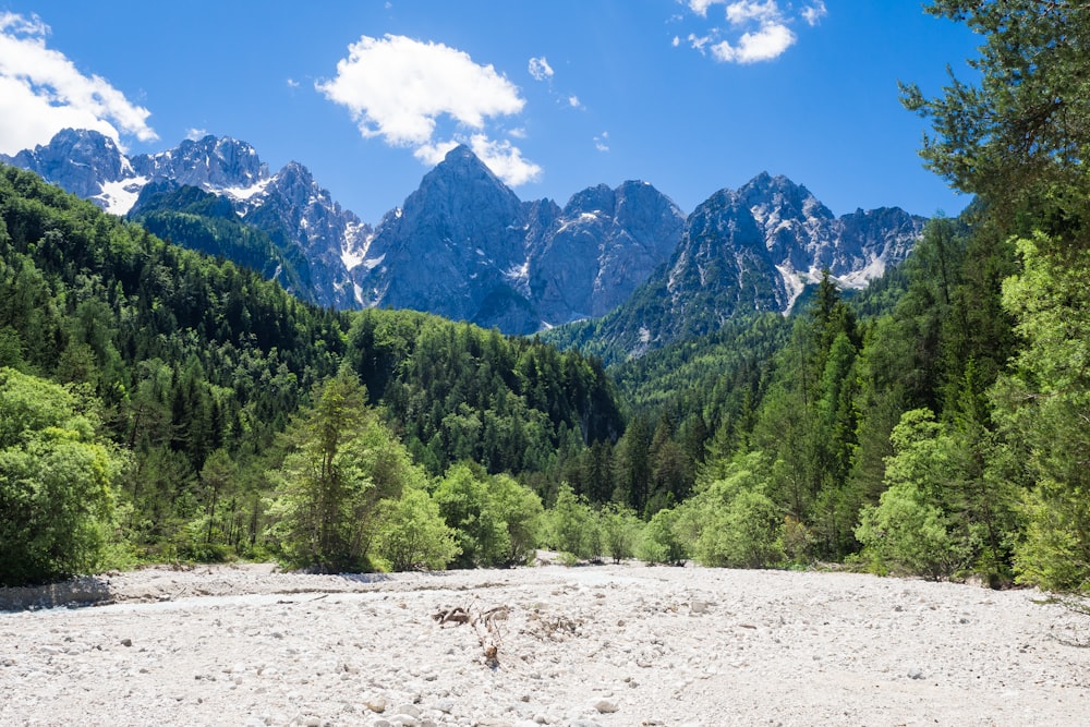 green trees on white sand near mountain under blue sky during daytime